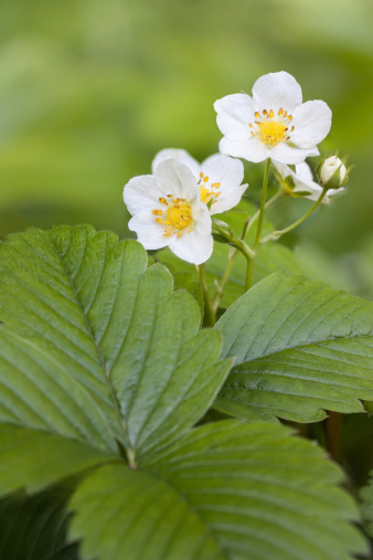 White flowers of wild strawberries on a green background