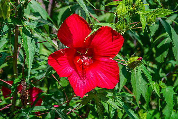 red flower stock photo