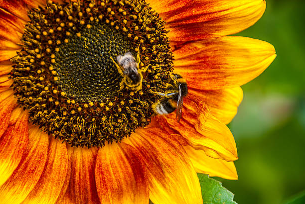 bee and bumblebee on a sunflower stock photo