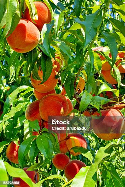 Frutteto Di Frutta Pesco - Fotografie stock e altre immagini di Agricoltura - Agricoltura, Albero, Ambientazione esterna
