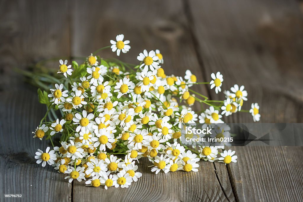 Bouquet of daisies. Pyrethrum Feverfew (Tanacetum parthenium), medicinal herb Feverfew Stock Photo