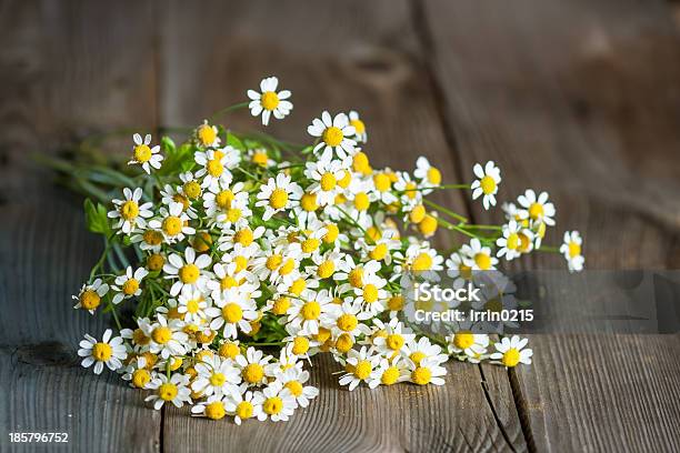 Bouquet Of Daisies Pyrethrum Stock Photo - Download Image Now - Feverfew, Pyrethrum, Backgrounds