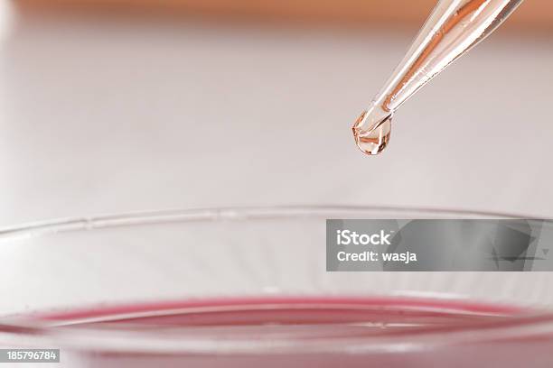 Blood In Petri Dishes Stock Photo - Download Image Now - Analyzing, Bacterium, Biochemistry