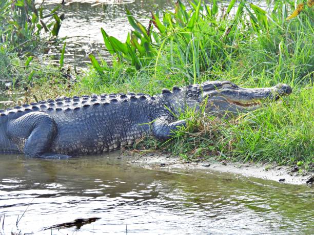 istock American Alligator (Alligator mississippiensis) - resting in the wetlands 1857973692