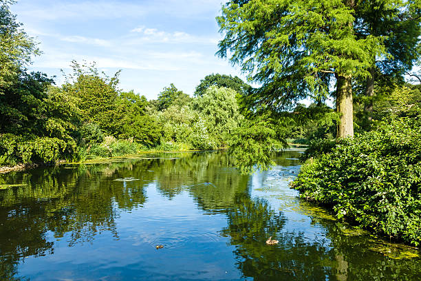 istock Tranquil Pond Reflecting Lush Green Woodland Park 185797549