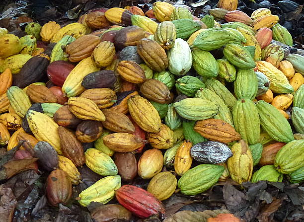 istock Dominican Republic Coffee Beans Drying Various Colors 185797815