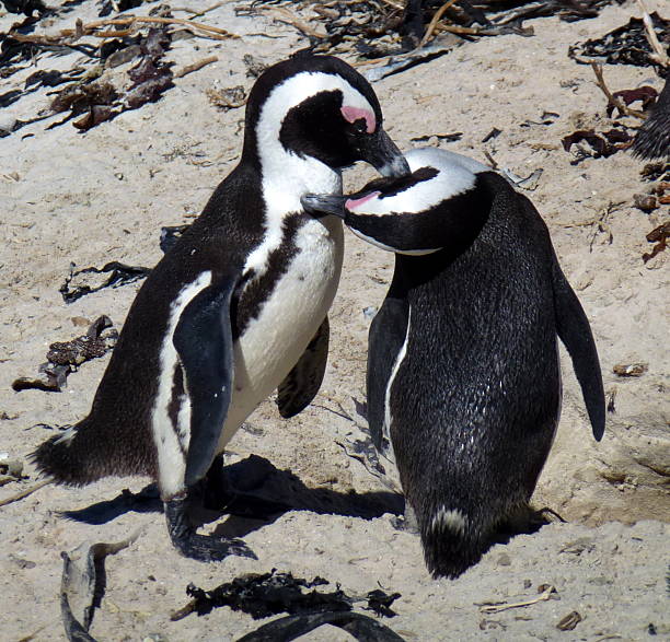 istock Boulders Beach Pair African penguin (Spheniscus demersus) 185797825