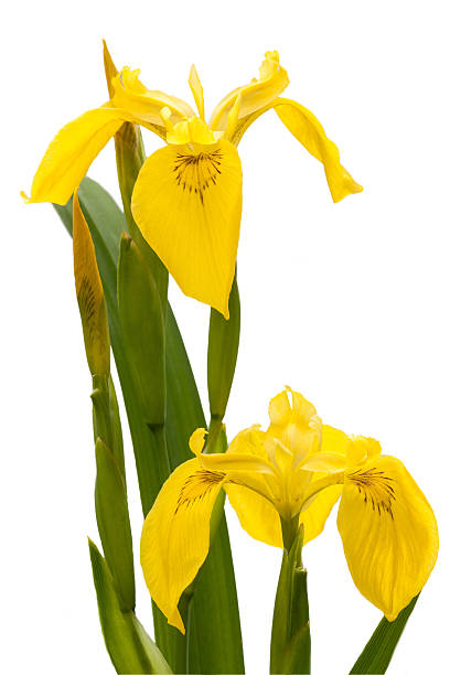 yellow Iris stock photo