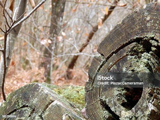 Querschnitt Des Sweet Chestnut Log Stockfoto und mehr Bilder von Alt - Alt, Baum, Braun