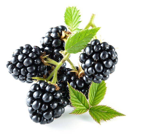 istock Blackberry with leaves isolated on white 185798099
