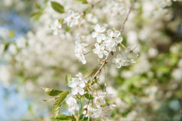 istock Blooming cherry branches with white flowers close-up, background of spring nature. Macro image of vegetation, close-up with depth of field. 1857996489