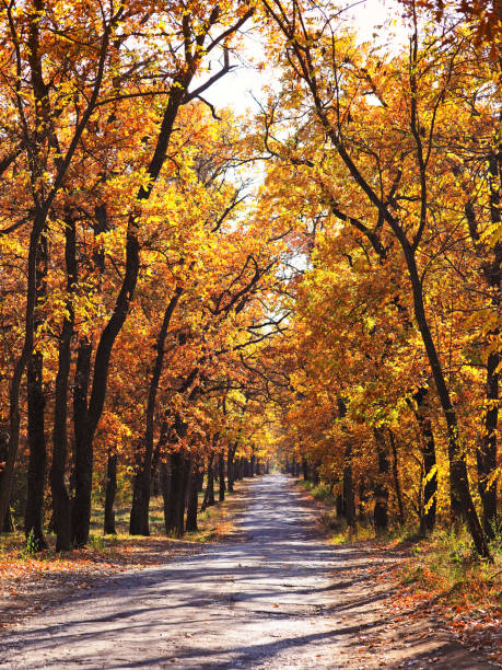 istock Colorful autumn in oak tree forest with trail 1858014026