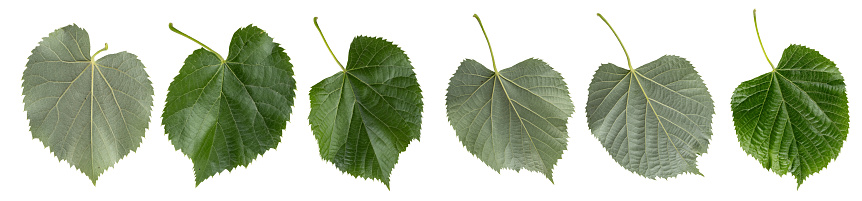 Macro photography with linden leaves isolated on white background.