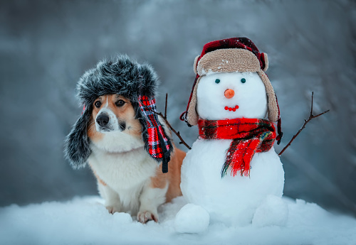 funny Christmas card with a corgi dog sitting in a warm hat in a winter snowy New Year's park with a snowman