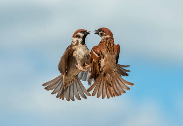 2羽のスズメが羽ばたき、青空に向かって飛翔する - photography young animal bird young bird ストックフォトと画像