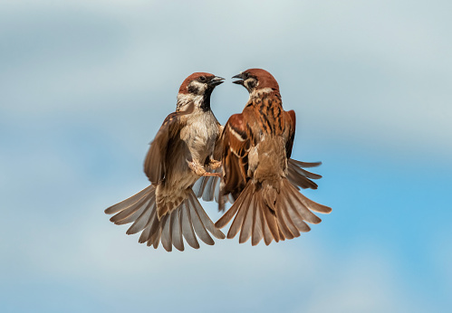 two sparrow birds flap their wings and feathers in flight against the blue sky