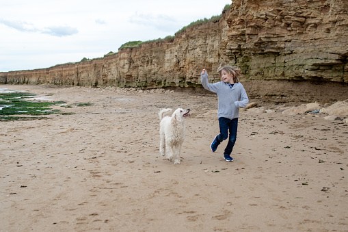 Joyful playtime with a child and a white poodle on a sandy beach.