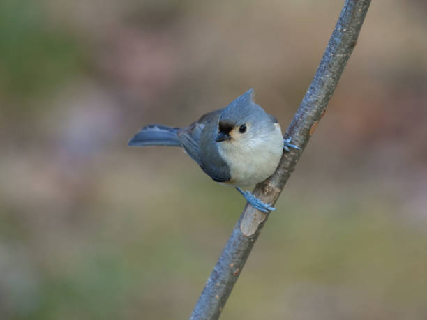 istock tufted titmouse bird standing on tree branch in autumn 1858027388