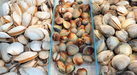 Fresh Clam,Manila Clam,harvested at Pacific Northwest USA