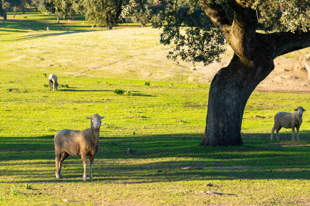 istock Gazes at Sunset: Ovine Couple Enjoying the Evening Under the Oak Tree. 1858027956