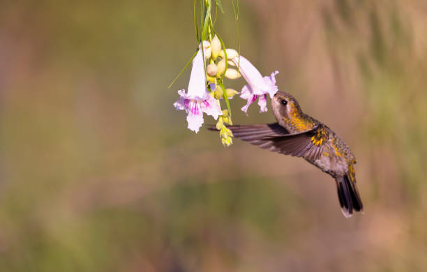 Hovering hummingbird feeds with beak deep in tubular flower stock photo