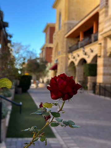 A lone rose against the backdrop of a Tuscan-style villa near Summerlin, Las Vegas