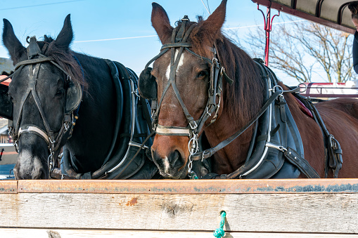 A Close Up View of Two Horses Looking Ahead, Waiting to Go to Work on a Sunny Day