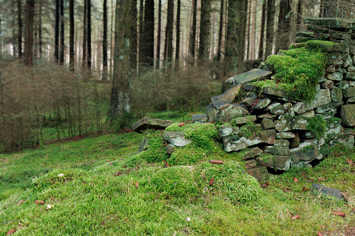 Mossy old crumbling wall in the Peak District near to Ladybower reservoir, UK.