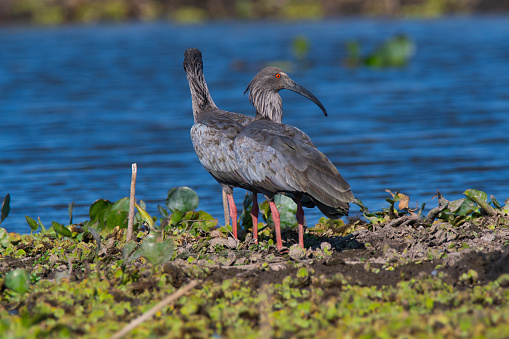 Plumbeous ibis,Theristicus caerulescens, Pantanal, Mato Grosso, Brazil.