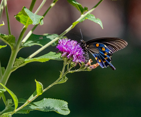 A Pipevine Swallowtail butterfly nectaring (feeding) on native Ironweed.