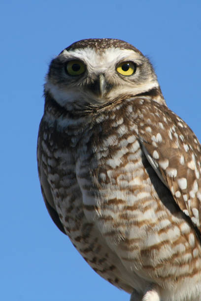 istock Close-up of Burrowing Owl (Athene cunicularia) on perch 1858066688