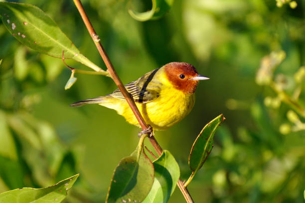 istock Close-up of Yellow Warbler (Dendroica petechia) perching over a tree 1858067214