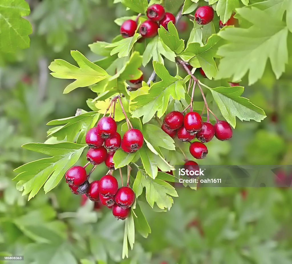 Hawthorn Beeren in einem Holz - Lizenzfrei Ast - Pflanzenbestandteil Stock-Foto