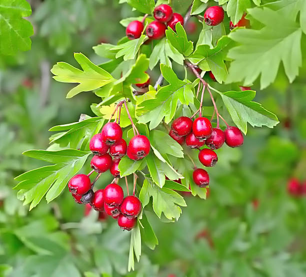 Hawthorn berries in a wood stock photo