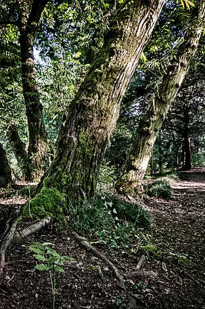 Photo of forest trees in HDR