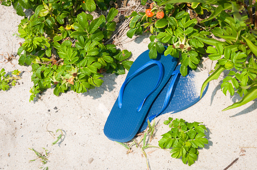A pair of blue flip flop shoes rest at  near the leaves of rosa rugosa with red rose hips on a Cape Cod beach on a July afternoon.