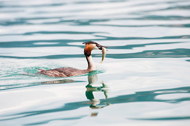 istock great crested grebe with a fish in the bill 185808965