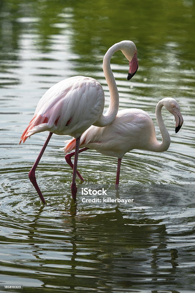 Flamingo coppia - Foto stock royalty-free di Ambientazione esterna