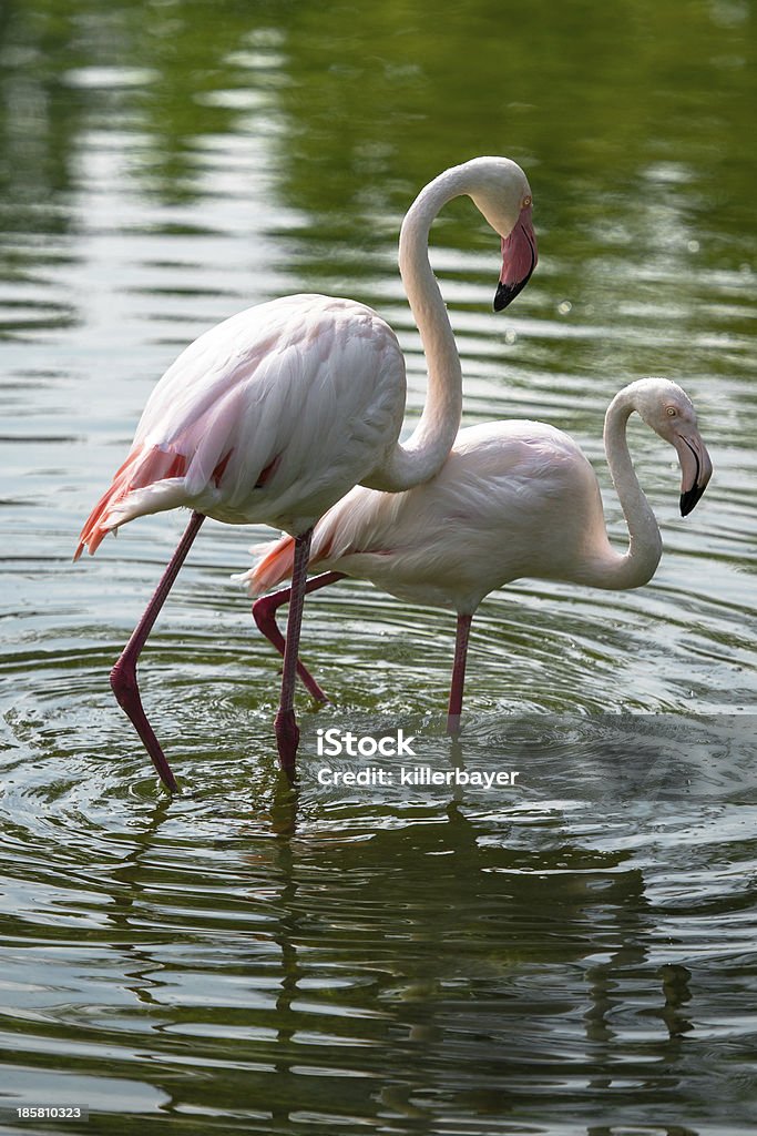 Flamingo Para - Zbiór zdjęć royalty-free (Czerwony)