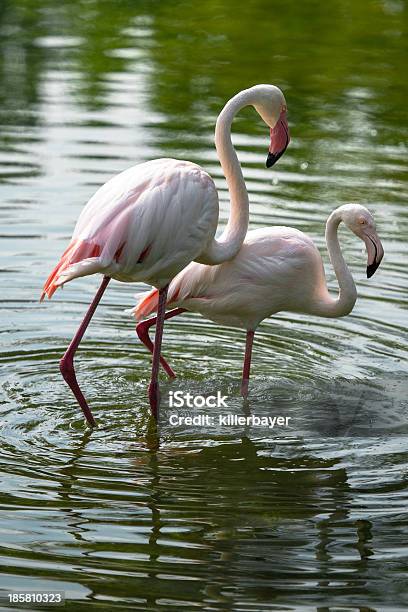 Flamingo Para - zdjęcia stockowe i więcej obrazów Czerwony - Czerwony, Dzikie zwierzęta, Dziób - Pysk