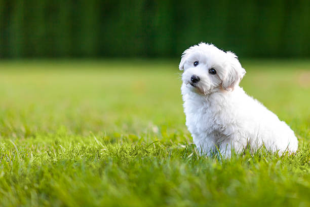 puppy in a gras - bichon frisé stockfoto's en -beelden