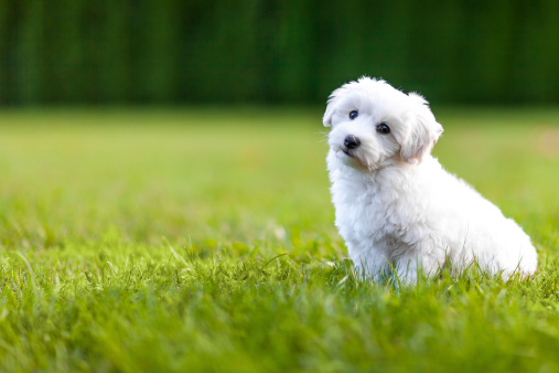 Cute puppy of the Coton de Tuléar sitting in the grass.