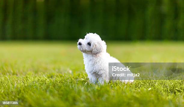 Puppy In A Gras Stock Photo - Download Image Now - Animal, Beige, Bichon