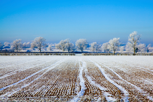 frost on a farmer’s field in winter with a clear blue sky and trees in the distance