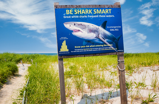 Barnstable, Massachusetts, USA- July 22, 2021- A shark warning sign at the entrance to a sandy pathway leading to  Sandy Neck beach is designed to catch one's attention.