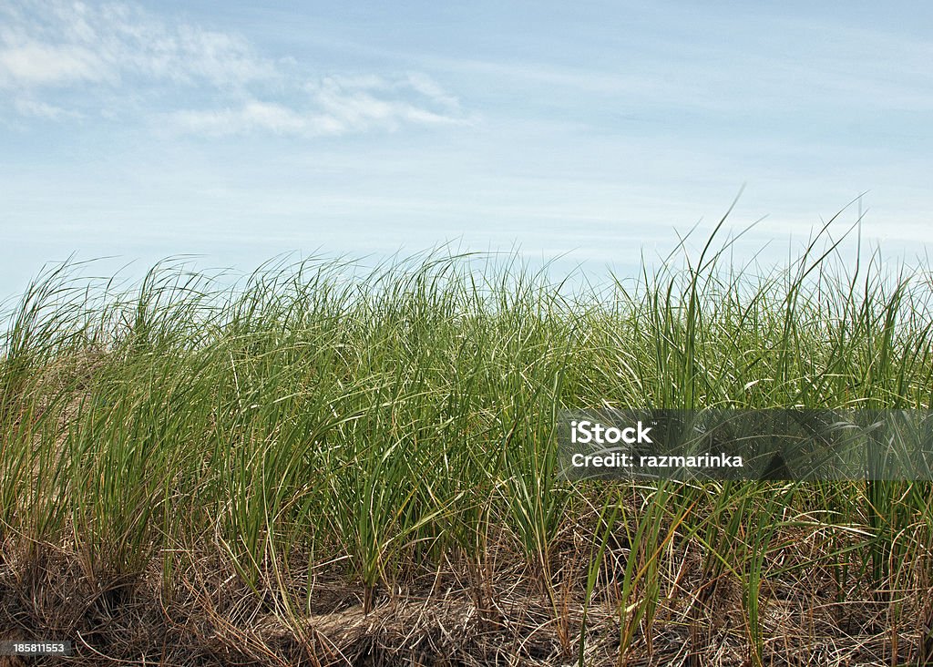 높은 녹색 잔디, 스카이 - 로열티 프리 0명 스톡 사진
