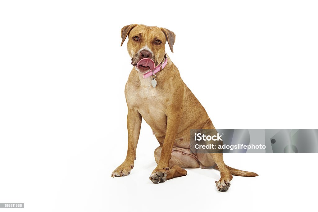 De race mixte chien de lécher les lèvres - Photo de Aliment libre de droits