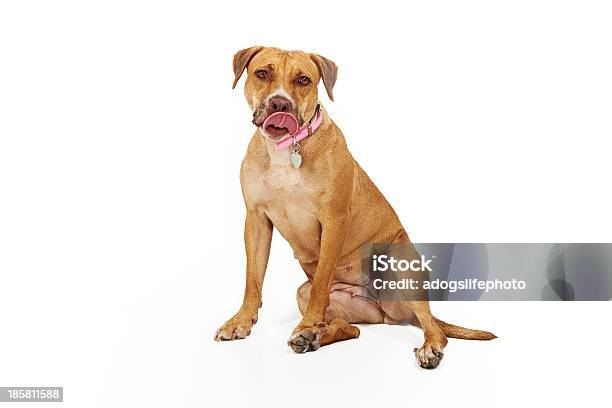 Duży Pies Rasy Mieszanej Oblizywać Usta - zdjęcia stockowe i więcej obrazów Biały - Biały, Cała postać, Fajny