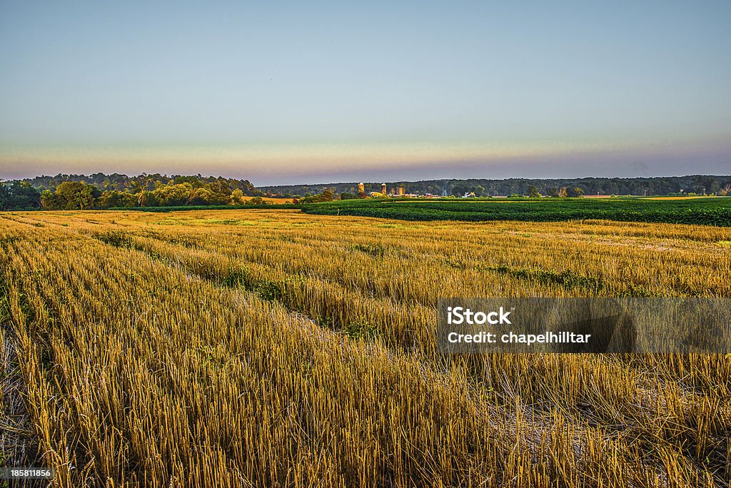 Champ de blé Lanscape vue - Photo de Agriculture libre de droits