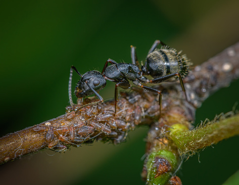 Close-up of black ant on tree branch tending a group of aphids